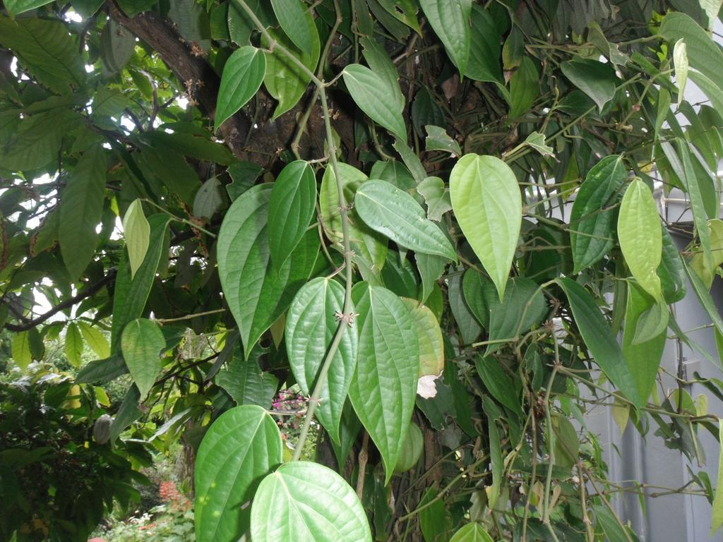 Classique International In Dominica Marigot Ruang foto